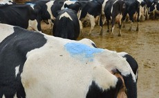 Top tips to achieve a tight calving block