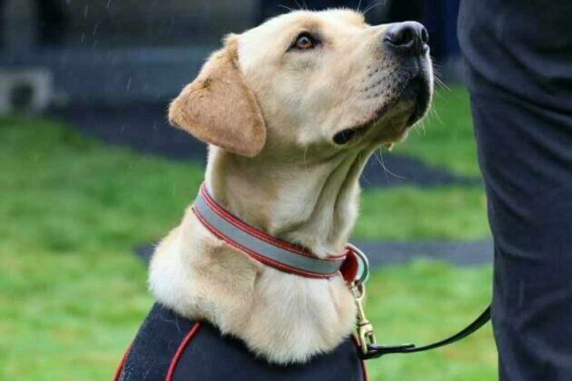 Pacific enforcement agencies welcome new detector dog teams