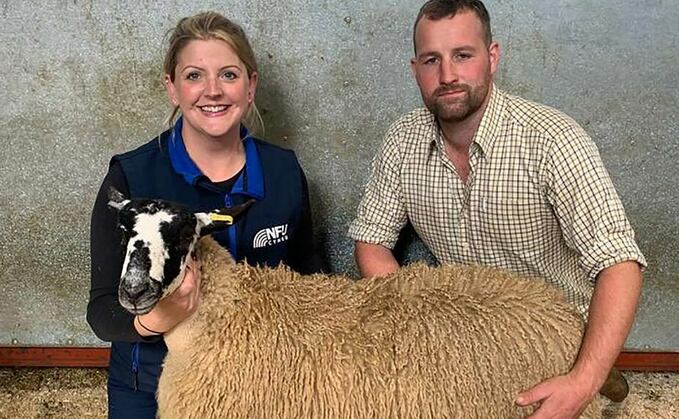 Farmer auctions off gimmer lamb for cancer charity