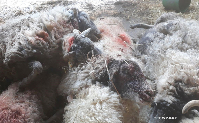 Six in-lamb ewes carrying twins killed in dog attack