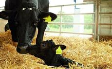 Vaccination works to stimulate colostrum