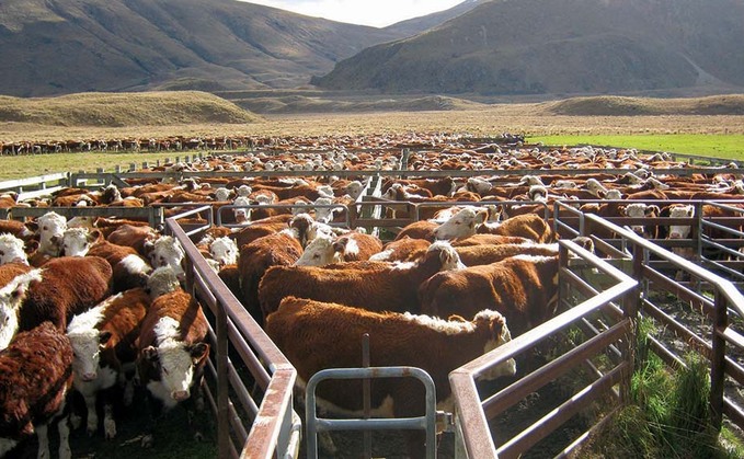 Herefords fit extensive New Zealand system