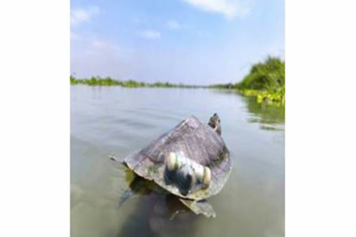 Endangered red-crowned roofed turtles return to River Ganga
