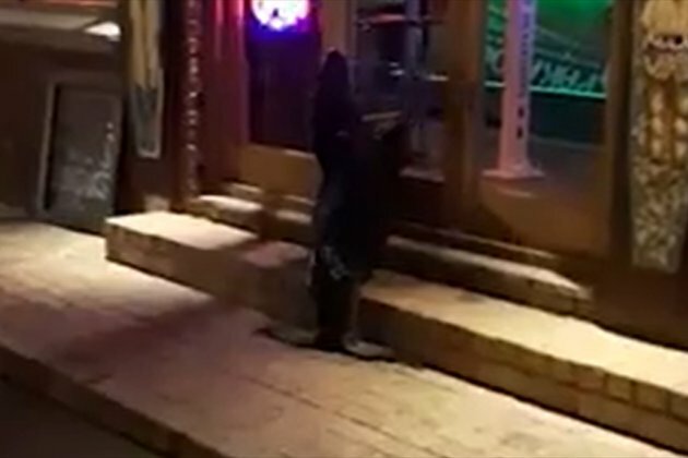 WATCH | Exhausted seal bangs on door of Cape Town restaurant