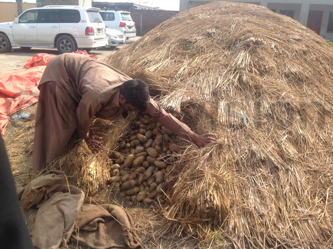  farmer in akistan keeps his potatoes covered with grass as a way of preventing losses hoto by rossy andudu
