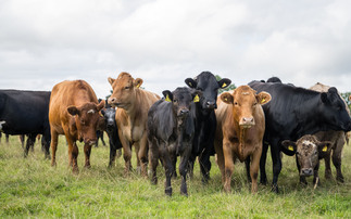 Preventing clostridial diseases in beef cattle