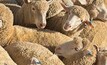 A draft report on heat stress for sheep being exported to the Middle East  is open for feedback.