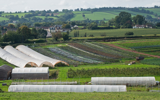 Report: Halving food imports and boosting homegrown produce could generate £1.9bn for UK farms