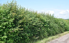 Hedgerow regulations to be brought into law