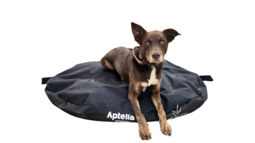 A kelpie-approved dog bed.