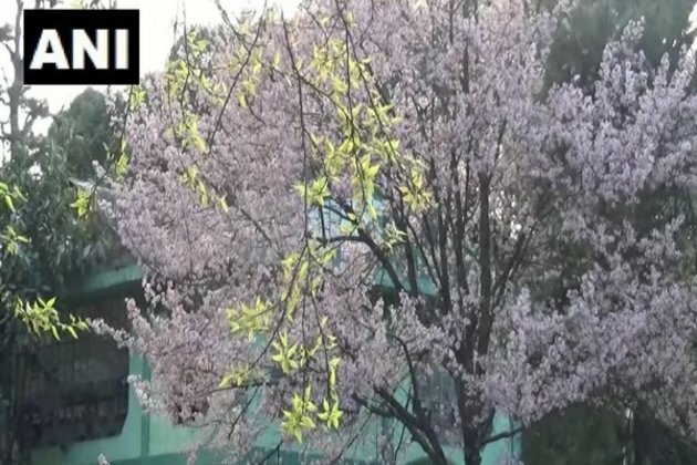 Four day Cherry Blossom Festival attracts tourists in Shillong