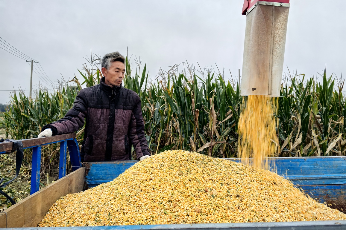 CHINA-SHANDONG-AUTUMN HARVEST (CN)
