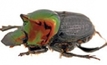 Winter dung beetle may reduce fly swarm