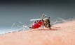 BEM MINERAL: MRN realiza campanha de prevenção contra a malária