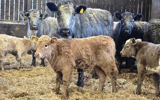 Vaccine ends calf scour crisis in beef herd hit by cryptosporidiosis