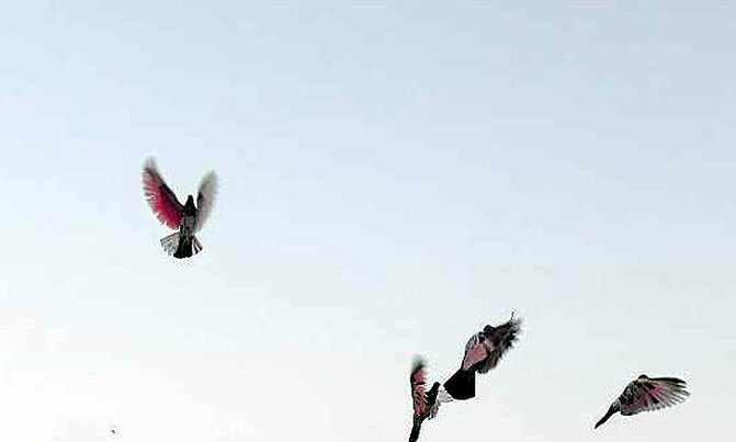 Police kill drug-carrying pigeon Police kill drug-carrying pigeon