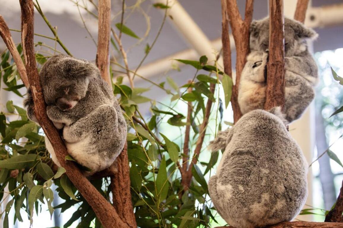 Asia Album: A glimpse into Australia's landmark koala sanctuary