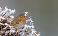 Kids special: Winter wildlife, 10 million turkeys and a festive book competition for mini farmers