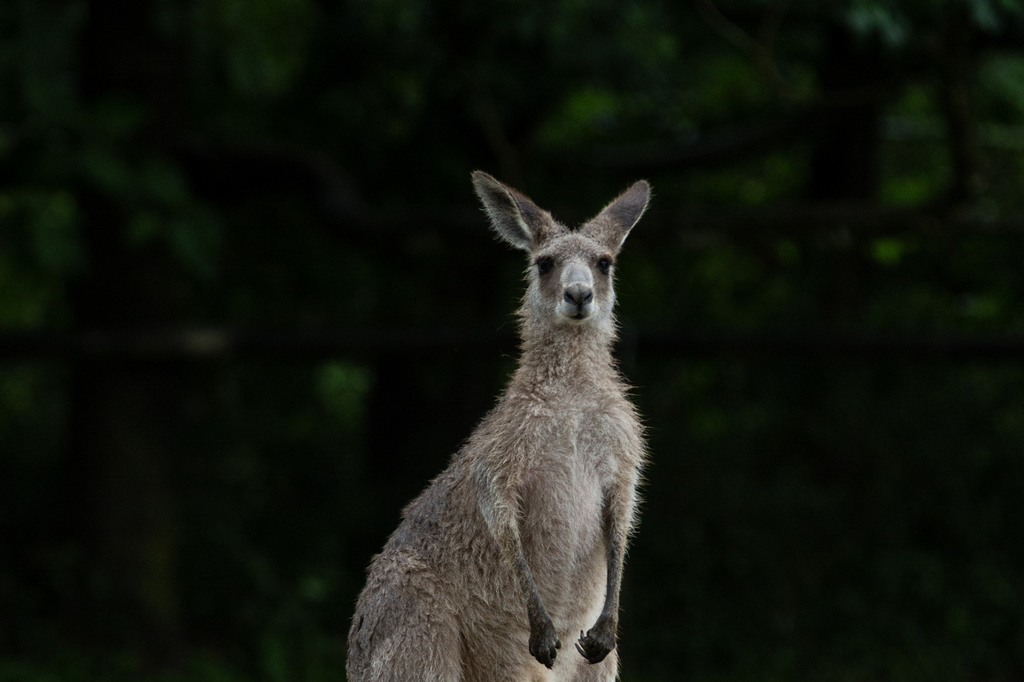 AUSTRALIA-BRISBANE-KOALA SANCTUARY