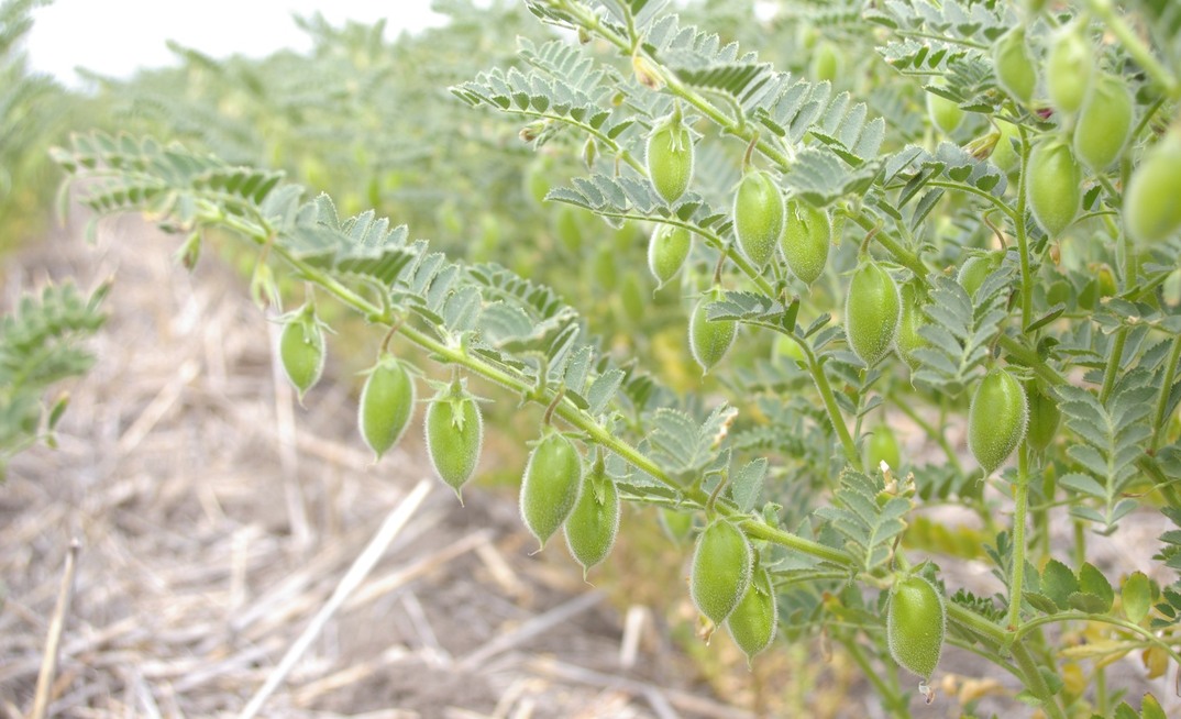 India has suspended its chickpea tariffs until March 2025. Photo by Grains Research and Development (GRDC), courtesy of Grains Australia.