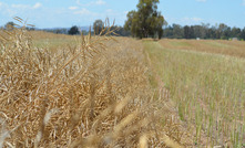 Canola keeps valuable Euro market