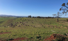 Sheep grazing on rehabilitated land after mining at in Tasmania