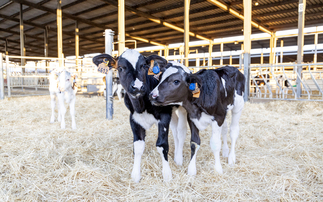 Partner Insight: Monitoring Calves From Birth To Boost Lifetime Productivity