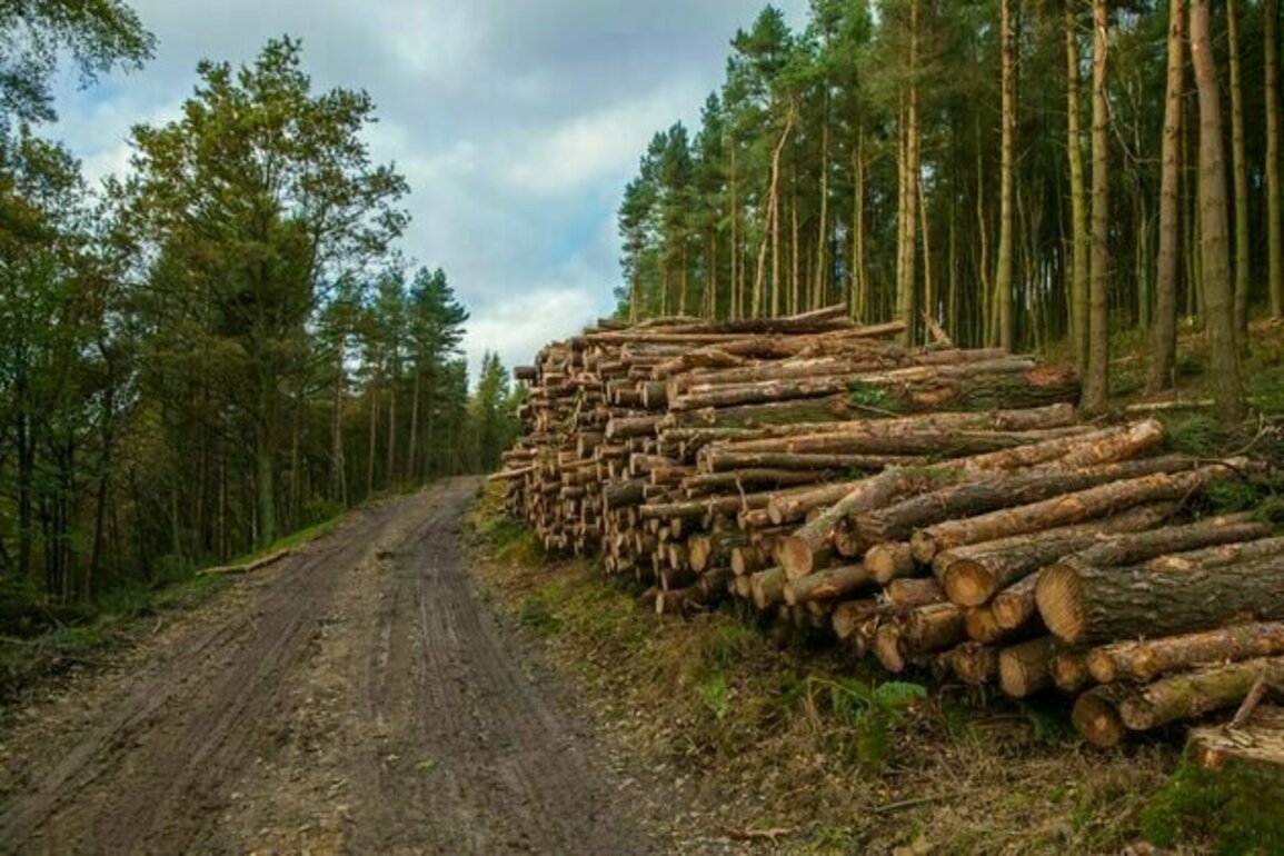 UK must grow more of its own wood to meet climate goals - new research
