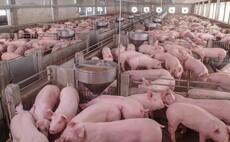 Pig gene-editing technology developed by UK researchers approved for US market