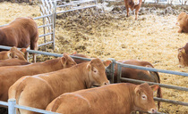 East Yorkshire Limousin herd continues to strive for genetic improvement