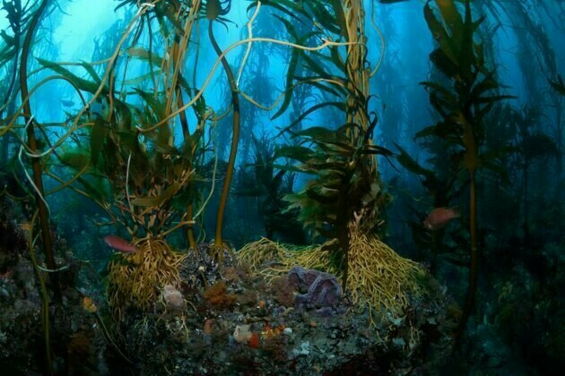 Australia's government is pledging better protection for our vulnerable seas -but will it work?