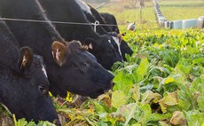 Fodder beet offers livestock farmers a high energy feed alternative