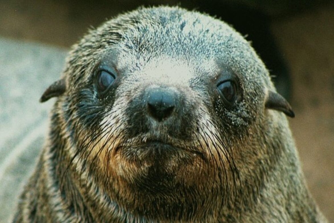 Namibian Government Approves Culling 86,000 Seals