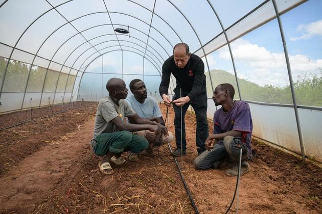 (Hello Africa) From drought to hope: China-Zimbabwe agricultural cooperation revitalizes rural village