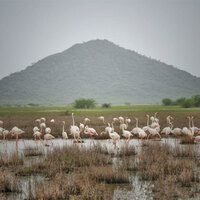 Foreign tourists from over 52 countries regularly visit Chhari-Dhandh to take glimpse of its rich diversity