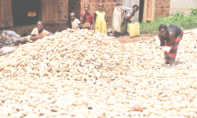 Gov't to farmers: 'Don't sell your maize below sh500 per kilo' Gov't to farmers: 'Don't sell your maize below sh500 per kilo'