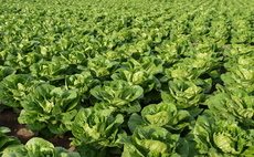 Extended heatwaves and drought conditions put UK salad growers to the test