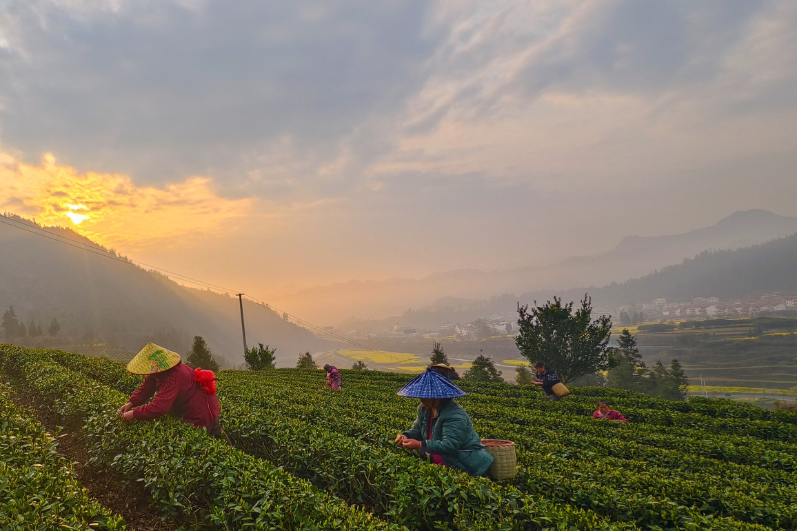 #CHINA-TEA-HARVEST (CN)