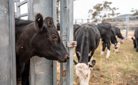 Vaccinating unpredictable animals puts livestock handlers at risk of potentially dangerous needlestick injuries. 