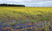 Take the heat out of canola variety decisions with early planning