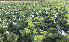 Managing forward OSR crops