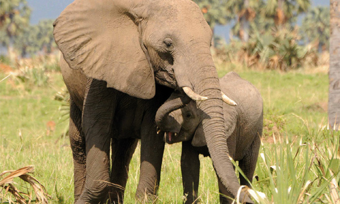 Zimbabwe sells 100 elephants to China, Dubai Zimbabwe sells 100 elephants to China, Dubai