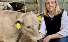 Cow approved for waste carrier licence shows criminals are 'milking' the system