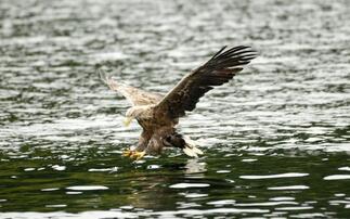 NSA warns against further sea eagle release