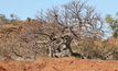 The one boab tree protected on site