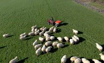 Fourth-generation Cornish farmer streamlines sheep feeding with Chapman Snacker