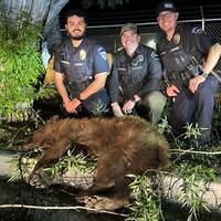 Bear tours downtown Heber City before treed and tranquilized - Park Record