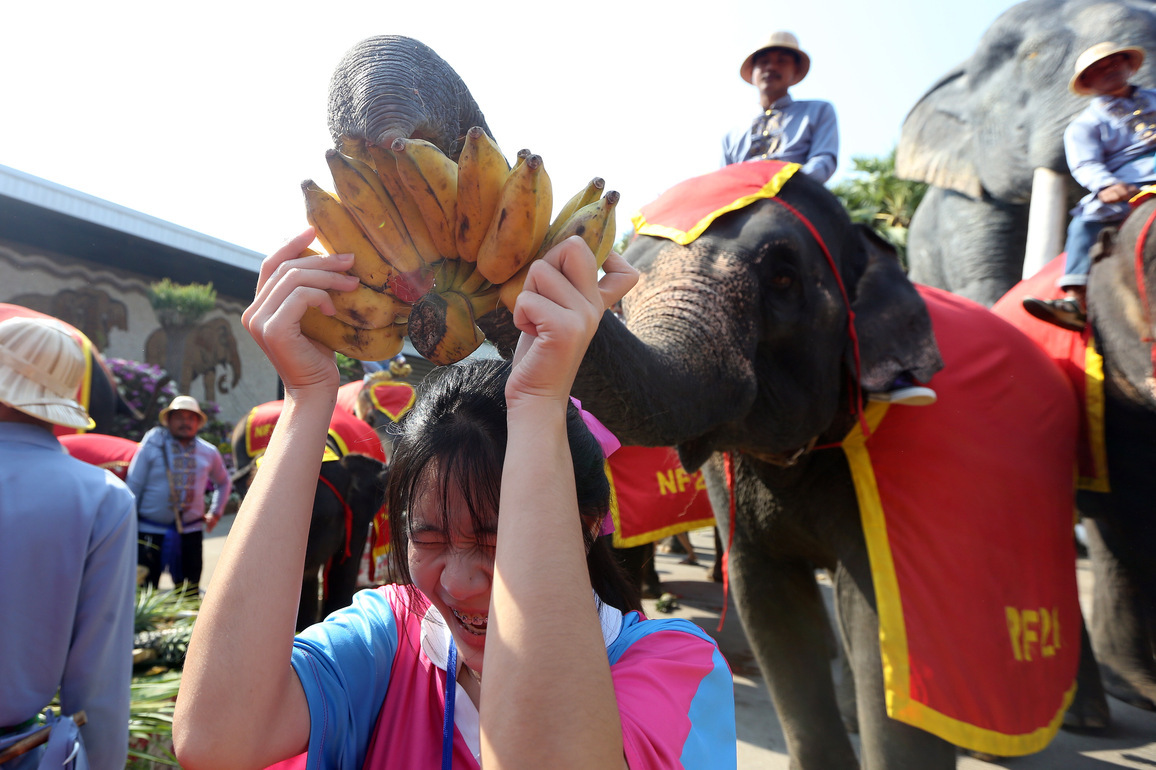 THAILAND-PATTAYA-ELEPHANT DAY