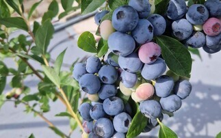 Berry growers facing 'perfect storm' from Iran war and wage inflation