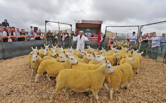 Thame Sheep Fair averages hit by ongoing bluetongue restrictions